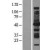 Western Blot: ASS1 Lysate [NBL1-07778] - Western Blot experiments. 
Left-Control; Right -Over-expression Lysate for ASS1